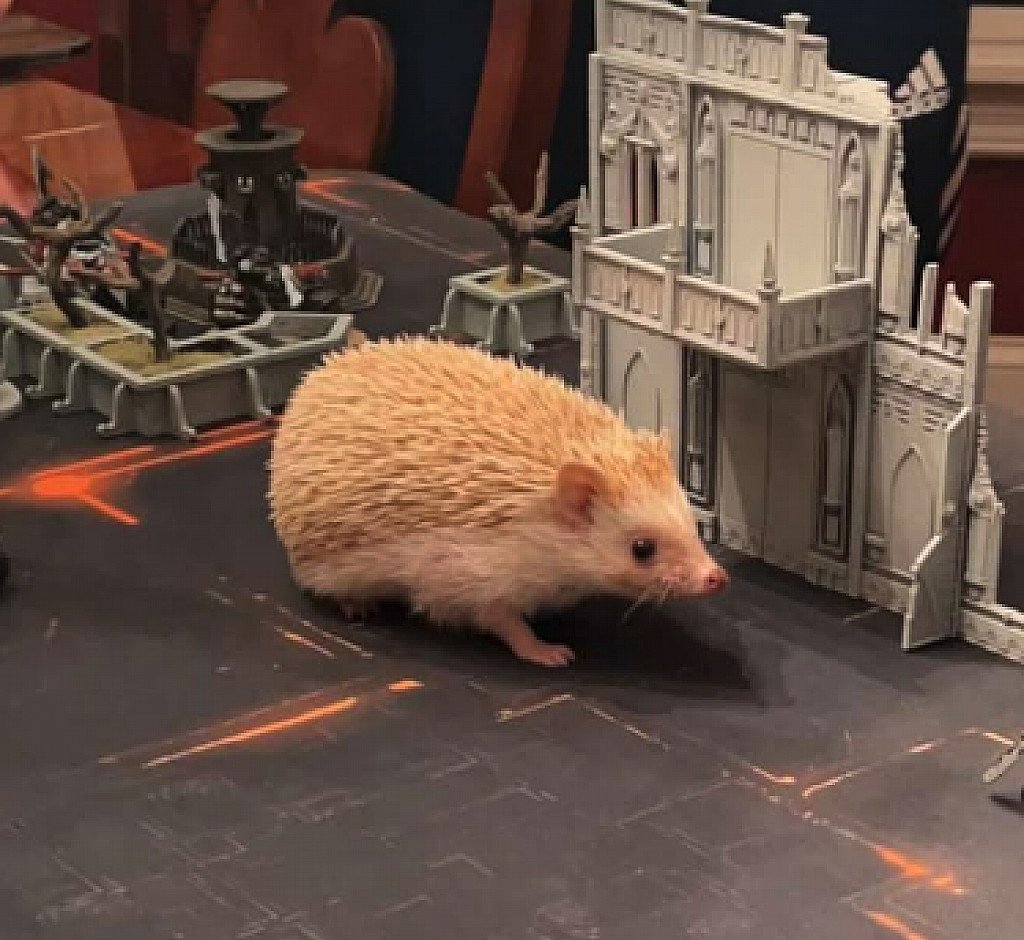 Image of the Model Gianni Chesnick Bio titan :)  